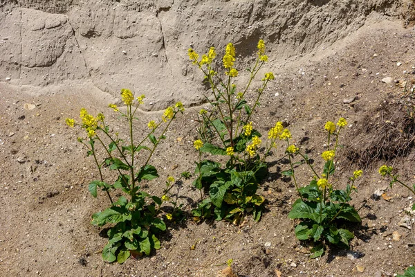 Charlock Mostarda Selvagem Sinapis Arvensis Uma Planta Solo Arenoso — Fotografia de Stock