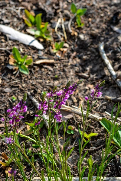 Púrpura Flor Silvestre Campo Campana Flor Sobre Fondo Hierba Verde — Foto de Stock