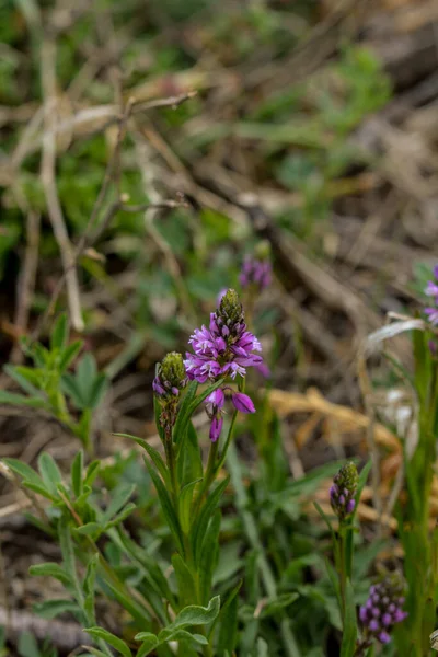 Violet Flori Sălbatice Câmp Clopot Floare Fundal Iarbă Verde Într — Fotografie, imagine de stoc