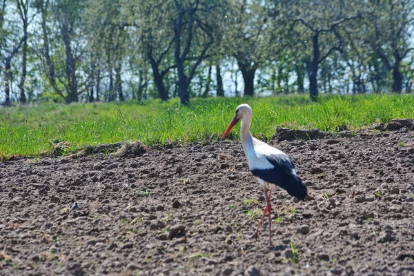 Fehér Gólya Fehér Gólya Ciconia Ciconia — Stock Fotó