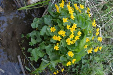 Güzel bahar çiçeği Caltha Palustris Kingcup veya Marsh Marigold. Çiçekli Marigold Marigold Gölün kıyısında