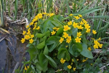 Güzel bahar çiçeği Caltha Palustris Kingcup veya Marsh Marigold. Çiçekli Marigold Marigold Gölün kıyısında