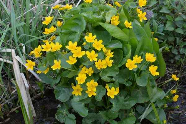 Güzel Bahar Çiçeği Caltha Palustris Kingcup Veya Marsh Marigold Çiçekli — Stok fotoğraf