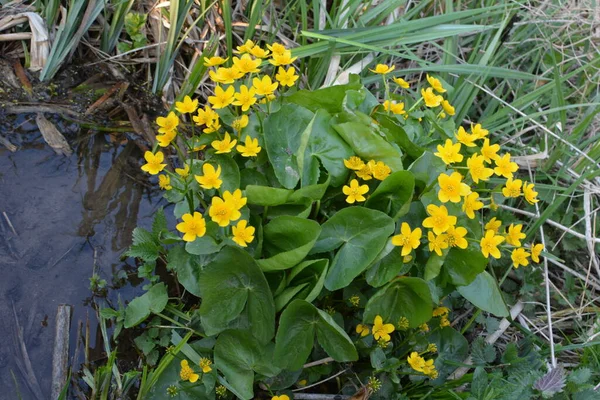 Güzel Bahar Çiçeği Caltha Palustris Kingcup Veya Marsh Marigold Çiçekli — Stok fotoğraf