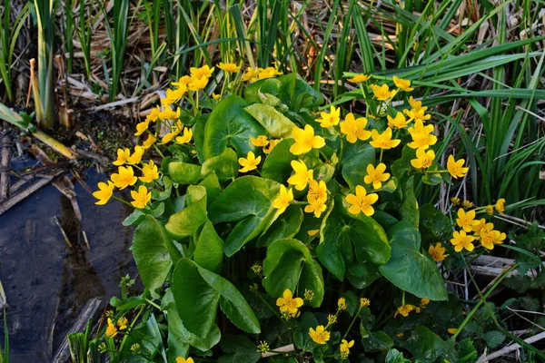 Güzel Bahar Çiçeği Caltha Palustris Kingcup Veya Marsh Marigold Çiçekli — Stok fotoğraf