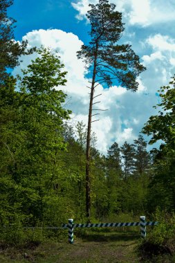 Yazın güneşli bir günde kumlu bir sahilin kenarındaki kozalaklı çam ormanının manzarası. Ormana giriş yolu. Orman yoluna girerken çizgili bariyer.