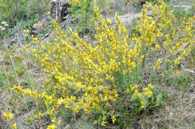 Doğal arka planda çiçekli dal (Chamaecytisus ruthenicus). Rus Süpürgesi (Chamaecytisus ruthenicus) bahçede. Çiçek açan bitki resminin seçici odağı.