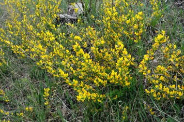 Doğal arka planda çiçekli dal (Chamaecytisus ruthenicus). Rus Süpürgesi (Chamaecytisus ruthenicus) bahçede. Çiçek açan bitki resminin seçici odağı.