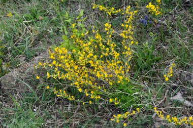 Doğal arka planda çiçekli dal (Chamaecytisus ruthenicus). Rus Süpürgesi (Chamaecytisus ruthenicus) bahçede. Çiçek açan bitki resminin seçici odağı.