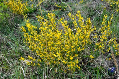Doğal arka planda çiçekli dal (Chamaecytisus ruthenicus). Rus Süpürgesi (Chamaecytisus ruthenicus) bahçede. Çiçek açan bitki resminin seçici odağı.