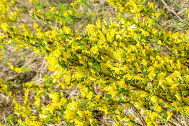 Doğal arka planda çiçekli dal (Chamaecytisus ruthenicus). Rus Süpürgesi (Chamaecytisus ruthenicus) bahçede. Çiçek açan bitki resminin seçici odağı.