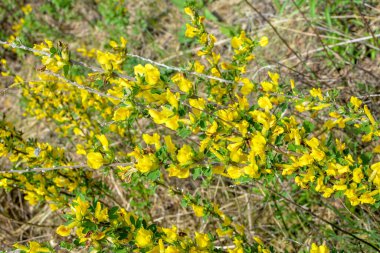 Doğal arka planda çiçekli dal (Chamaecytisus ruthenicus). Rus Süpürgesi (Chamaecytisus ruthenicus) bahçede. Çiçek açan bitki resminin seçici odağı.