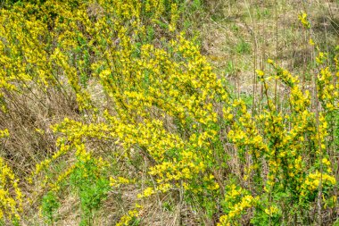 Doğal arka planda çiçekli dal (Chamaecytisus ruthenicus). Rus Süpürgesi (Chamaecytisus ruthenicus) bahçede. Çiçek açan bitki resminin seçici odağı.