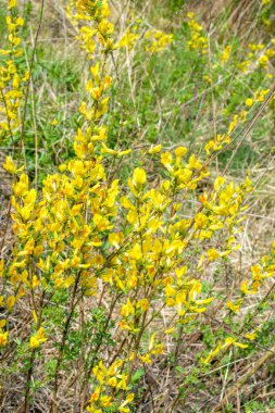 Doğal arka planda çiçekli dal (Chamaecytisus ruthenicus). Rus Süpürgesi (Chamaecytisus ruthenicus) bahçede. Çiçek açan bitki resminin seçici odağı.