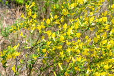 Doğal arka planda çiçekli dal (Chamaecytisus ruthenicus). Rus Süpürgesi (Chamaecytisus ruthenicus) bahçede. Çiçek açan bitki resminin seçici odağı.