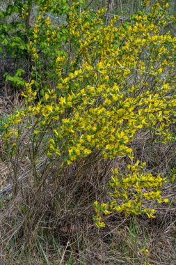 Doğal arka planda çiçekli dal (Chamaecytisus ruthenicus). Rus Süpürgesi (Chamaecytisus ruthenicus) bahçede. Çiçek açan bitki resminin seçici odağı.
