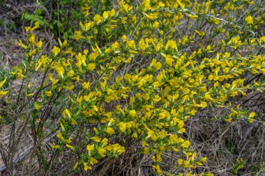 Doğal arka planda çiçekli dal (Chamaecytisus ruthenicus). Rus Süpürgesi (Chamaecytisus ruthenicus) bahçede. Çiçek açan bitki resminin seçici odağı.