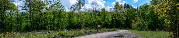 Panorama Strip Coniferous Pine Forest Edge Sandy Shore Summer Sunny — Stock Photo, Image