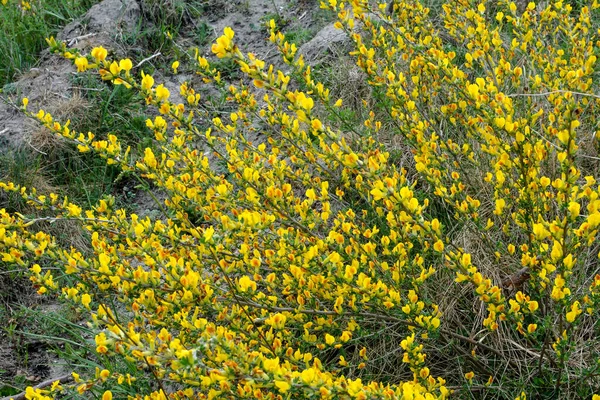 Rama Floreciente Chamaecytisus Ruthenicus Sobre Fondo Natural Escoba Rusa Chamaecytisus —  Fotos de Stock