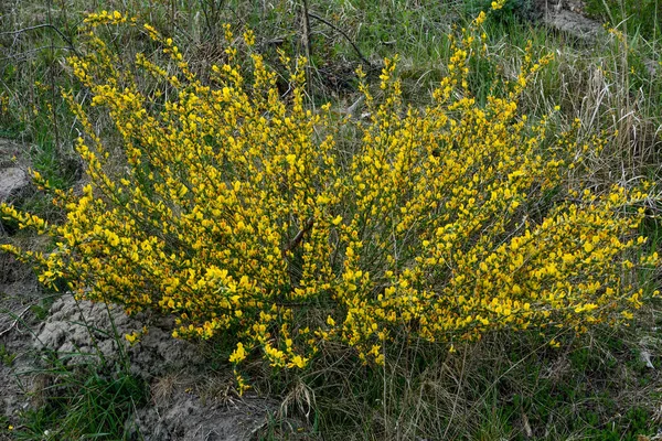 Rama Floreciente Chamaecytisus Ruthenicus Sobre Fondo Natural Escoba Rusa Chamaecytisus —  Fotos de Stock