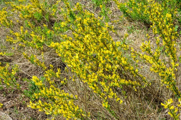 Virágzó Chamaecytisus Ruthenicus Természetes Alapon Orosz Seprű Chamaecytisus Ruthenicus Kertben — Stock Fotó