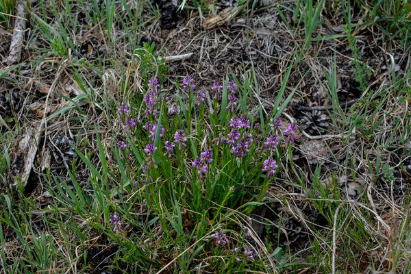 purple wild flower field bell flower on a background of green grass on a summer sunny day. Flower Polygala Comosa.