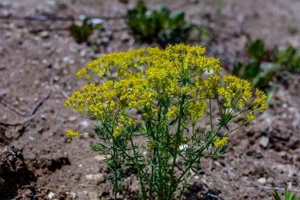 草原に咲くヒノキ ユーフォルビアCyparissas ユーフォルビア シパリシア Cypress Spurg ユーフォルビア科の開花植物の一種です — ストック写真