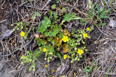 Çayırda Potentilla arenası var. Kum toprağında büyüyen küçük sarı çiçek.