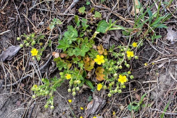 Çayırda Potentilla arenası var. Kum toprağında büyüyen küçük sarı çiçek.