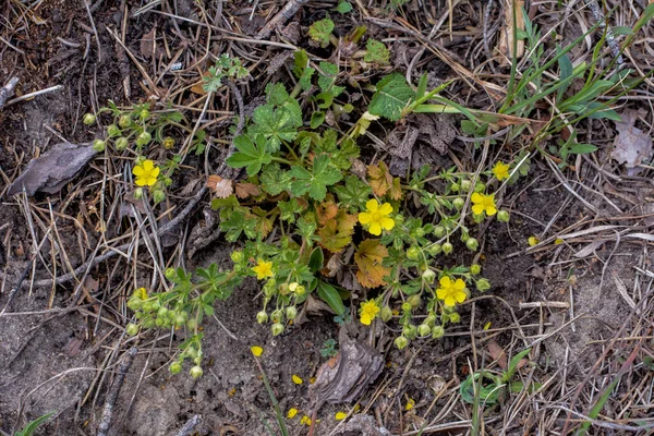 Pianta Selvatica Potentilla Arenaria Sul Prato Piccolo Fiore Giallo Che — Foto Stock