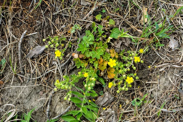 Dzika Roślina Potentilla Arenaria Łące Mały Żółty Kwiat Rosnący Piasku — Zdjęcie stockowe