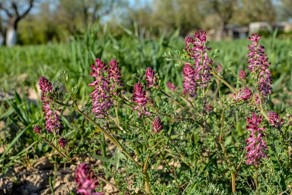 Fumaria Officinalis Běžná Fumitory Drogy Fumitory Nebo Zeminy Kouř Bylinné — Stock fotografie