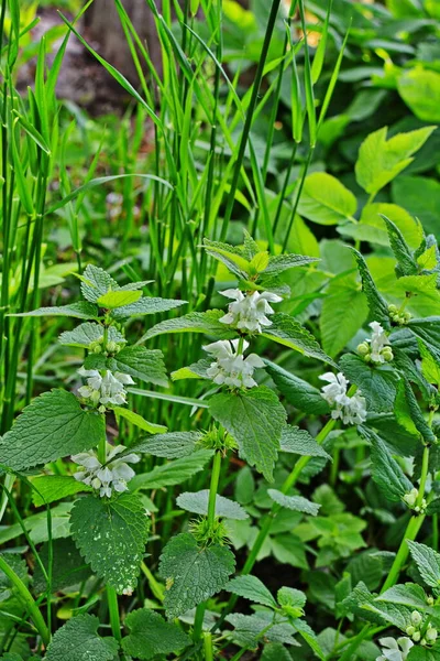 Lamium Album Commonly Called White Nettle White Dead Nettle Flowering — Stock Photo, Image