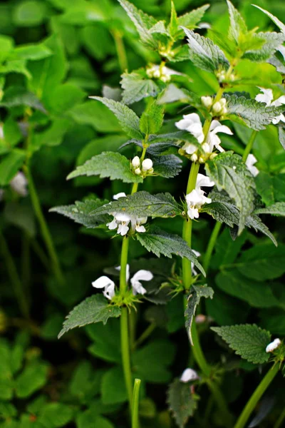 Lamium Albümü Lamiaceae Familyasından Çiçek Açan Bir Bitki Türü — Stok fotoğraf