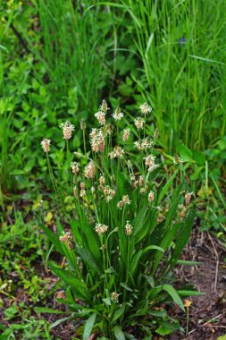 The flowering heads of ribwort plantain, plantago lanceolata. Several inflorescences in the grass. Ribwort plantain is also a traditional medicinal plant. clipart
