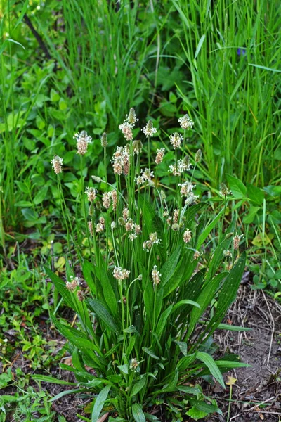 Capetele Înflorite Ale Plantaţiei Viermi Plantago Lanceolata Mai Multe Inflorescențe — Fotografie, imagine de stoc