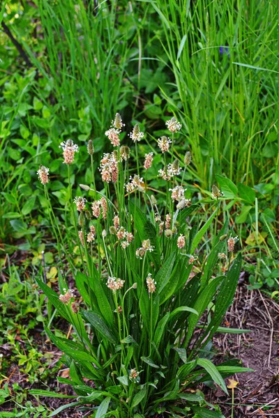 Bloeiende Hoofden Van Lintwortelweegbree Plantago Lanceolata Verschillende Bloeiwijzen Het Gras — Stockfoto