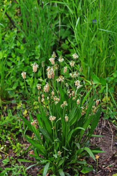 Flowering Heads Ribwort Plantain Plantago Lanceolata Several Inflorescences Grass Ribwort — Stock Photo, Image