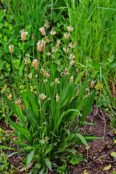 ヨモギの花頭 プランタゴLanceolata 草の中にいくつかの花序 観葉植物は伝統的な薬草でもある — ストック写真