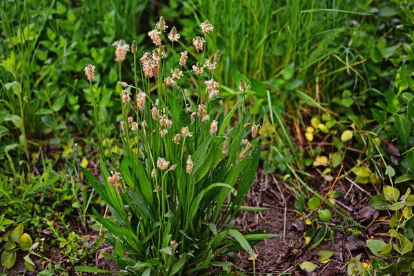 Cabeças Floridas Ribwort Banana Plantago Lanceolata Várias Inflorescências Grama Ribwort — Fotografia de Stock