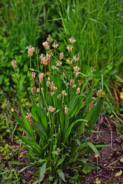 Las Cabezas Florecientes Del Plátano Ribwort Plantago Lanceolata Varias Inflorescencias —  Fotos de Stock