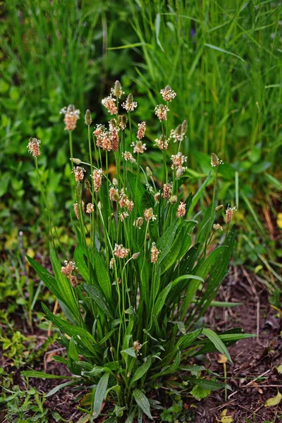 Flowering Heads Ribwort Plantain Plantago Lanceolata Several Inflorescences Grass Ribwort — Stock Photo, Image