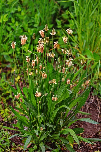 Las Cabezas Florecientes Del Plátano Ribwort Plantago Lanceolata Varias Inflorescencias —  Fotos de Stock