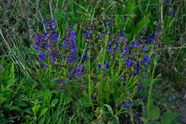 Meadow Clary, Meadow Sage, Salvia Pratensis. Vahşi çayırda güzel mor çiçekler. Şifalı bitki..