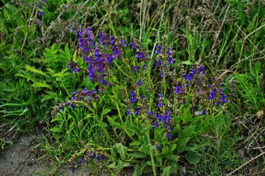 Meadow Clary, Meadow Sage, Salvia Pratensis. Vahşi çayırda güzel mor çiçekler. Şifalı bitki..