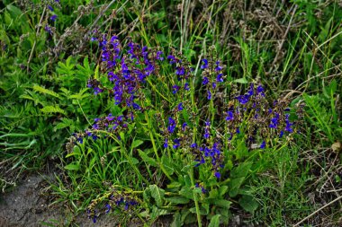 Meadow Clary, Meadow Sage, Salvia Pratensis. Vahşi çayırda güzel mor çiçekler. Şifalı bitki..