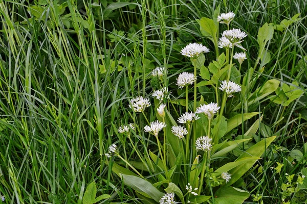 Ramson Wild Leek Allium Ursinum Flowering — Stock Photo, Image