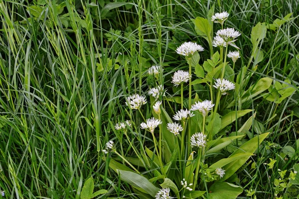 Ramson Sau Praz Sălbatic Allium Ursinum Timpul Înfloririi — Fotografie, imagine de stoc