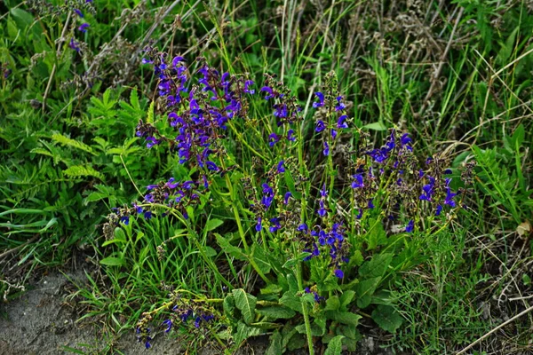 Meadow Clary Meadow Sage Salvia Pratensis Hermosas Flores Púrpuras Prado — Foto de Stock