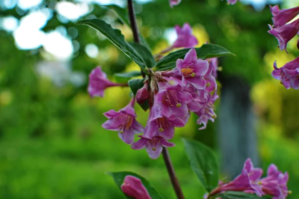 Arbusti Weigela Che Sbocciano Rosa Bellissimo Giardino Primaverile Weigela Florida — Foto Stock